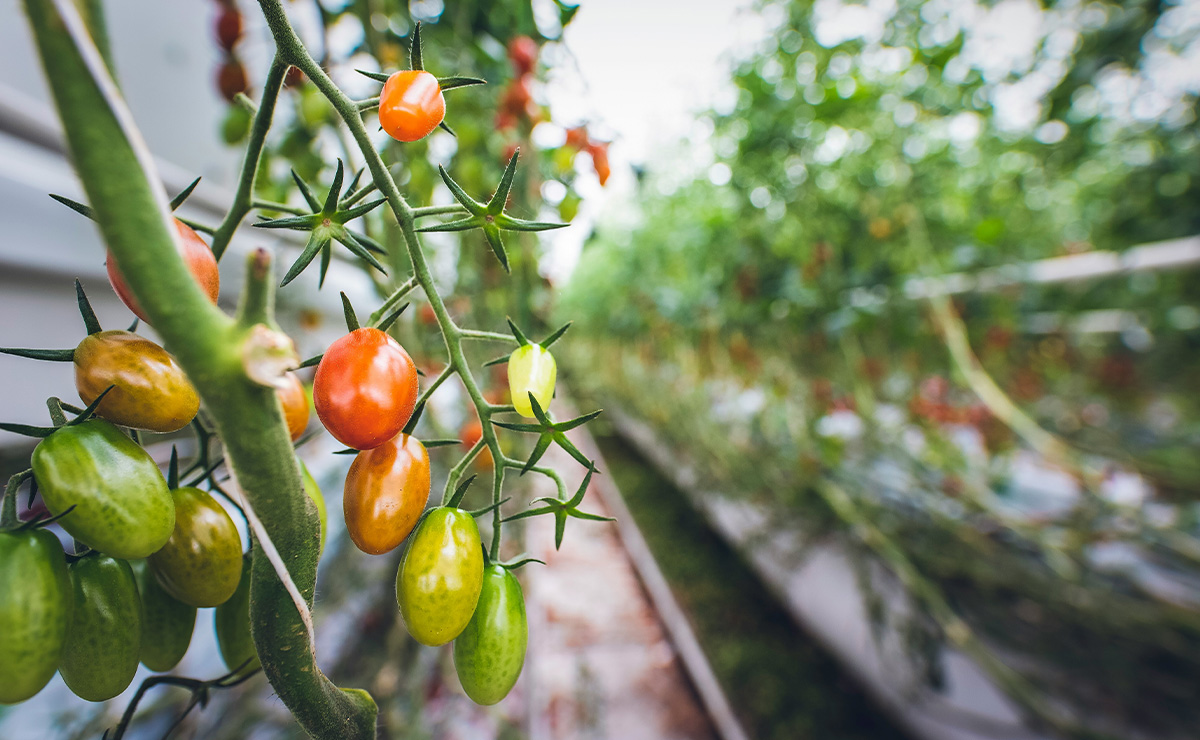 Unterschiedlich reife Pflaumentomaten an einem Tomatenstock in einem Gewächshaus