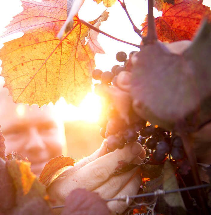 Person erntet blaue Trauben bei Sonnenuntergang. Rote und orange Weinblätter leuchten im Gegenlicht.