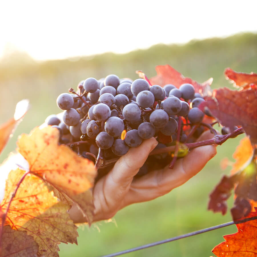 Hand hält blaue Weintrauben zwischen Herbstblättern im Weinberg bei Sonnenlicht
