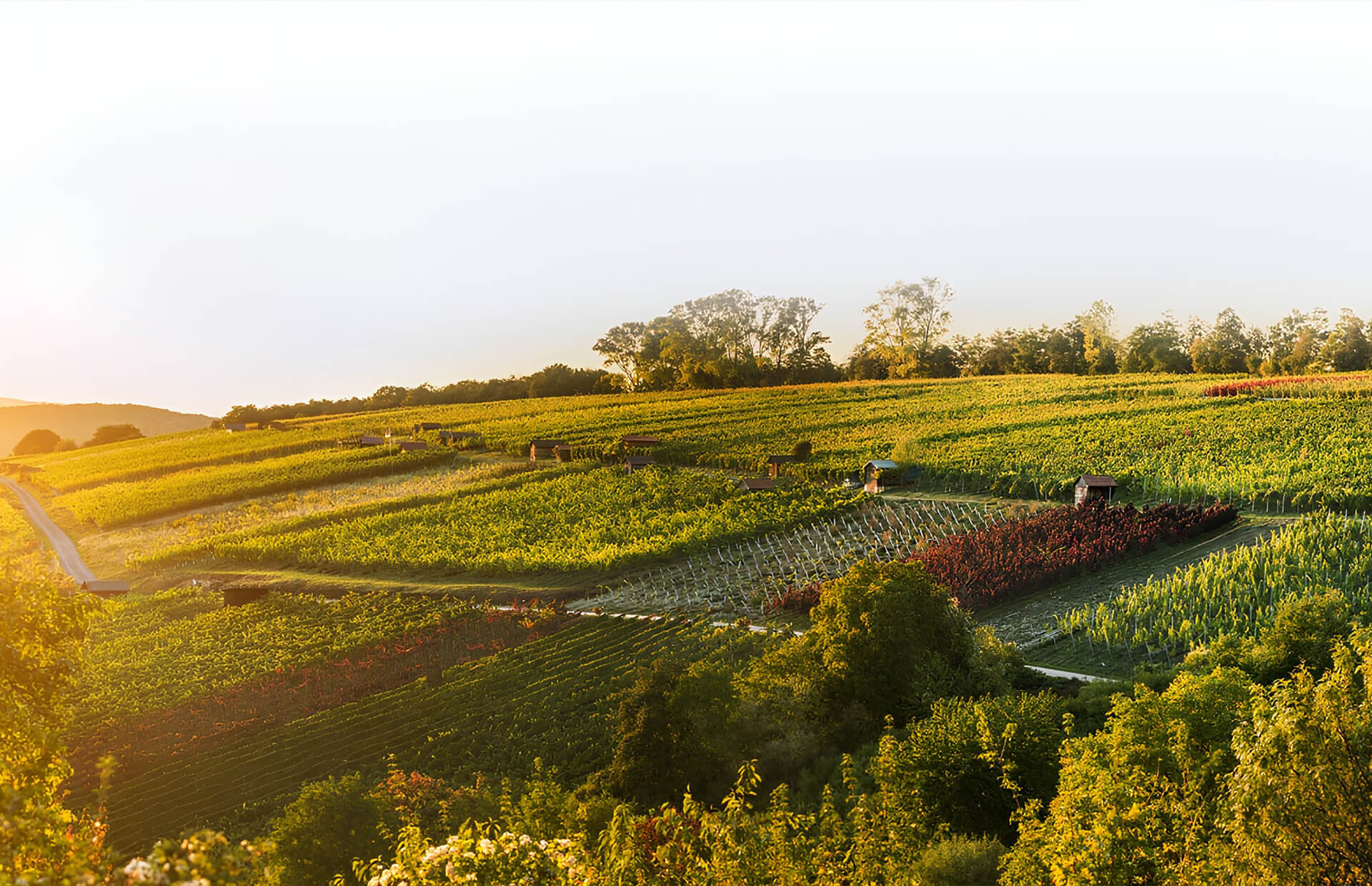 Weinberge im Abendlicht mit kleinen Weinbergshäuschen zwischen grünen und roten Reben.